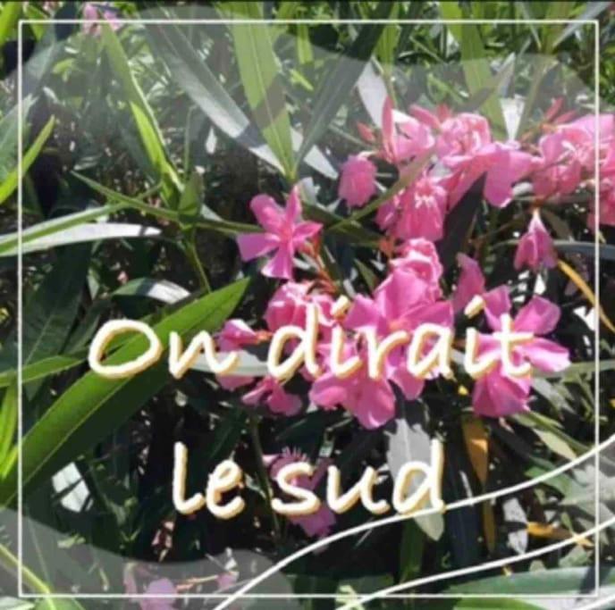טולוז Un Petit Coin De Paradis מראה חיצוני תמונה